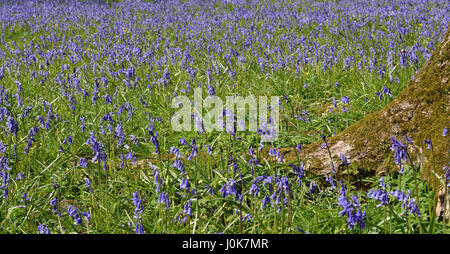 Bluebell boschi nel Kent Foto Stock