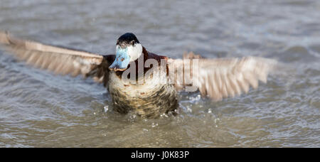 Ruddy Duck (Oxyura jamaicensis) la balneazione. Foto Stock