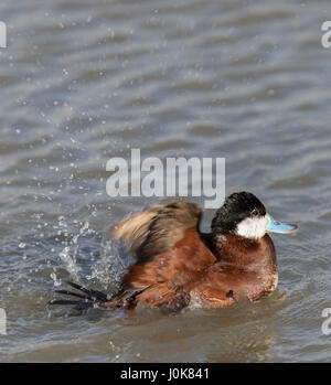 Ruddy Duck (Oxyura jamaicensis) Wading con acqua gli spruzzi di goccioline. Foto Stock