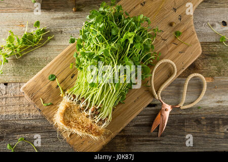 Materie organiche pisello verde germogli pronti a mangiare Foto Stock