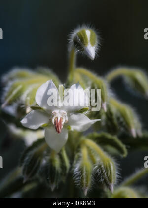 Piccolo fiore bianco dettaglio Foto Stock