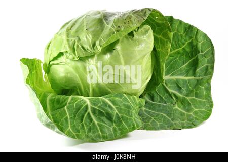 Cavolo bianco da agricoltura biologica isolati su sfondo bianco Foto Stock
