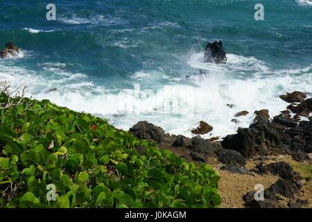 Blackrocks sito naturale, Sadlers, Saint Kitts e Nevis. Foto Stock