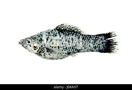 Molly pesce isolato su uno sfondo bianco. Foto Stock