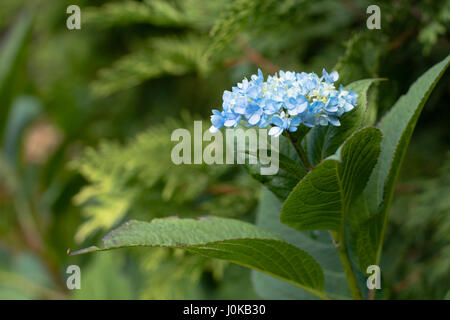 Ortensie blu Foto Stock