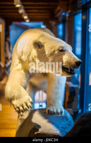 Farcite orso polare in vendita a Longyearbyen Svalbard, Norvegia Foto Stock