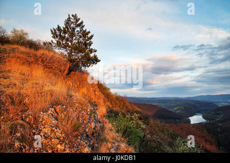 Albero solitario in piedi sul lato della montagna con splendida vista di prato Foto Stock