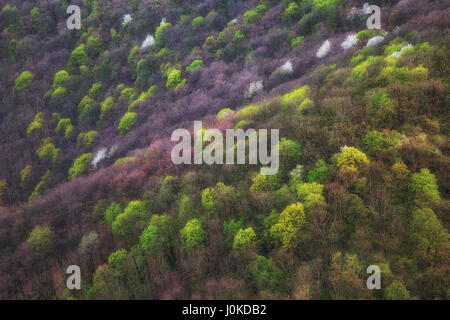 Bosco in autunno visto dalla cima della montagna Foto Stock