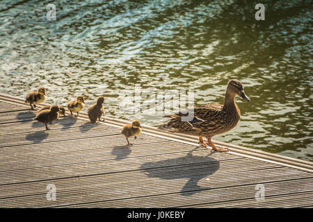 Una femmina di Mallard duck con sei anatroccoli seguenti dietro di lei Foto Stock