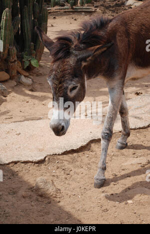 Carino marrone Asino selvatico camminando lungo di Aruba. Foto Stock