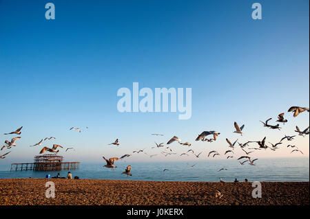 A Flock of Seagulls vola sopra la spiaggia di Brighton sulla costa sud dell'Inghilterra con le rovine del famoso Molo Ovest in background. Foto Stock