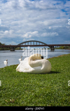 Il White Swan dormire e rilassarsi sul prato verde del greto del fiume Foto Stock