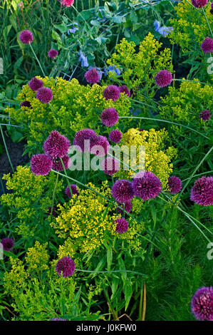 Close up dettaglio di un fiore confine con Allium sphaerocephalon Foto Stock