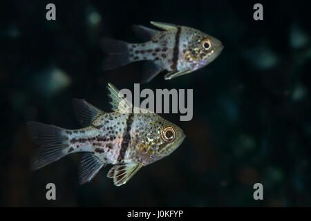 Orbiculate Cardinalfish, Sphaeramia orbicularis Raja Ampat, Papua occidentale, in Indonesia Foto Stock