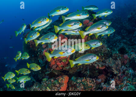 Secca di Diagonal-Sweetlips nastrati, Plectorhinchus lineatus, Raja Ampat, Papua occidentale, in Indonesia Foto Stock