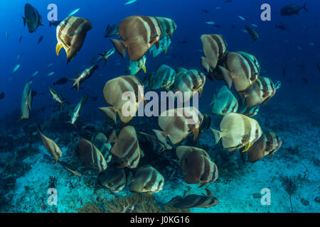 Secca di Longfin, Batfish Platax teira Raja Ampat, Papua occidentale, in Indonesia Foto Stock