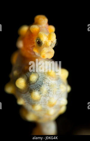 Bargibanti cavalluccio marino pigmeo, Hippocampus bargibanti, Bali, Indonesia Foto Stock