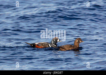 Arlecchino anatra (Histrionicus histrionicus) coppia maschio e femmina di nuoto in mare in inverno Foto Stock