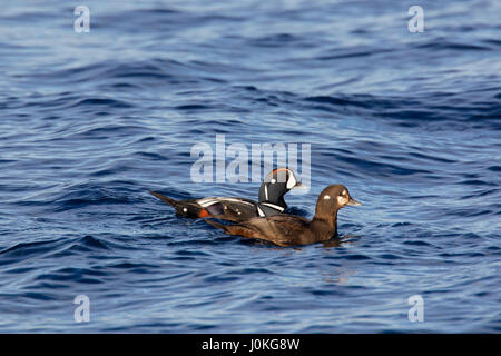 Arlecchino anatra (Histrionicus histrionicus) coppia maschio e femmina di nuoto in mare in inverno Foto Stock