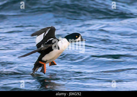 Barrow è goldeneye (Bucephala islandica) maschio in atterraggio a mare, Islanda Foto Stock