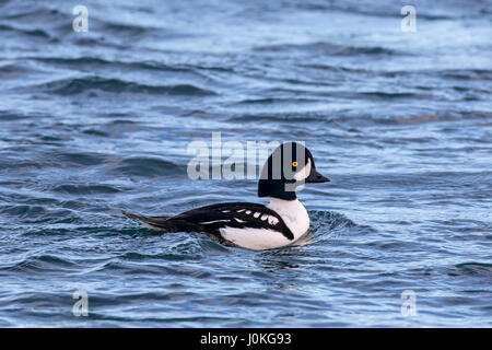 Barrow è goldeneye (Bucephala islandica) maschio nuoto in mare, Islanda Foto Stock