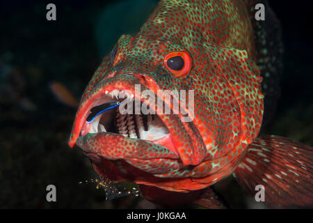 Coral Grouper e Wrasse, Cephalopholis sonnerati, Bali, Indonesia Foto Stock