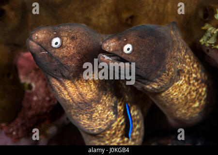 Coppia di bianco-eyed murene, la Siderea prosopeion, Bali, Indonesia Foto Stock