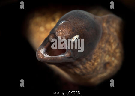 Coppia di bianco-eyed murene, la Siderea prosopeion, Bali, Indonesia Foto Stock