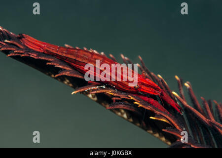 Crinoide gamberetti, Periclimenes amboinensis, Bali, Indonesia Foto Stock