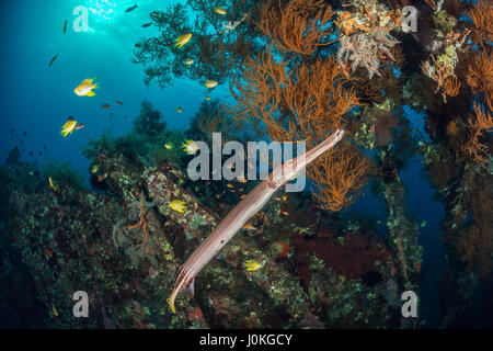 Trumpetfish al relitto Liberty, Aulostomus chinensis, Bali, Indonesia Foto Stock