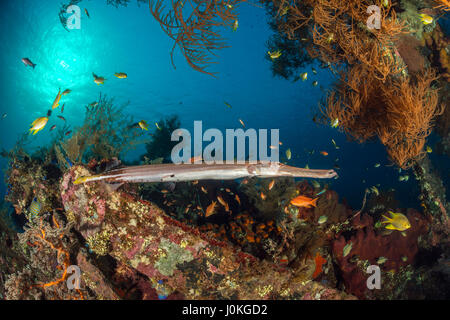 Trumpetfish al relitto Liberty, Aulostomus chinensis, Bali, Indonesia Foto Stock