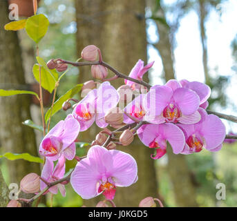 Una bella rosa Orchid, Mead Giardino Botanico in Winter Park Orlando, Florida Foto Stock