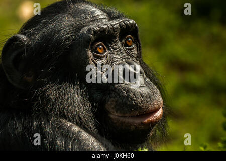 Scimpanzé triste Foto Stock