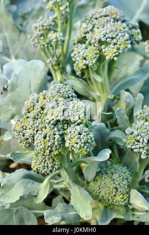 Close-up di crescita di broccoli (Brassica oleracea o Brassica sylvestris) nel giardino vegetale,composizione verticale Foto Stock