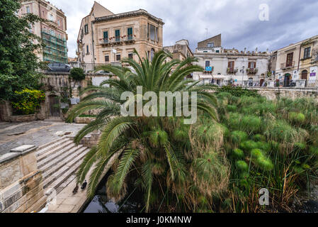 Fontana di Arethusa (Fonte Aretusa) con piante di papiro su l'isola di Ortigia, la parte storica di Siracusa, a sud-est dell'isola di Sicilia, Italia Foto Stock