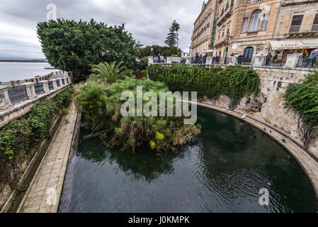 Fontana di Arethusa (Fonte Aretusa) con piante di papiro su l'isola di Ortigia, la parte storica di Siracusa, a sud-est dell'isola di Sicilia, Italia Foto Stock