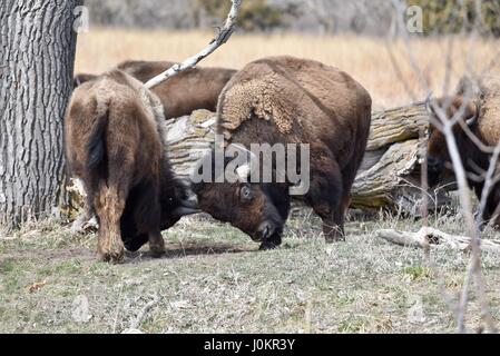 Mandria di bisonti americani, o di Buffalo, nella prateria in Platte River Valley con la gru fiducia, vicino a Grand Island, Nebraska. Foto Stock