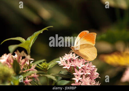 Grande punta arancione farfalla, Hebomoia glaucippe, in un giardino botanico in primavera. Foto Stock