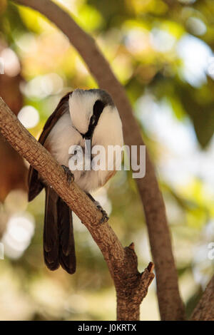 Bianco-crested laughingthrush chiamato Garrulax leucolophus posatoi in alberi e cacce lungo il terreno per il cibo. Foto Stock