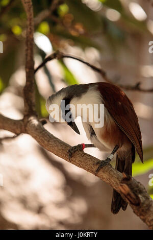 Bianco-crested laughingthrush chiamato Garrulax leucolophus posatoi in alberi e cacce lungo il terreno per il cibo. Foto Stock