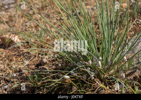 La dispersione di lumache con conchiglie bianche su erba verde Foto Stock