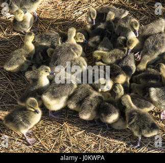 Pollame industriale agricoltura, anatroccoli in fattoria. Foto Stock