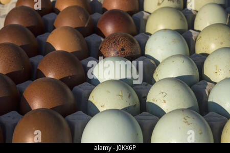 Molti fresco uova di anatra in vendita al mercato. Foto Stock