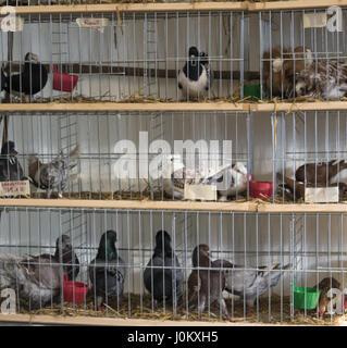 Piccioni in una gabbia pronti per la vendita sul mercato italiano. Foto Stock