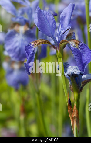 Iris selvatici Foto Stock