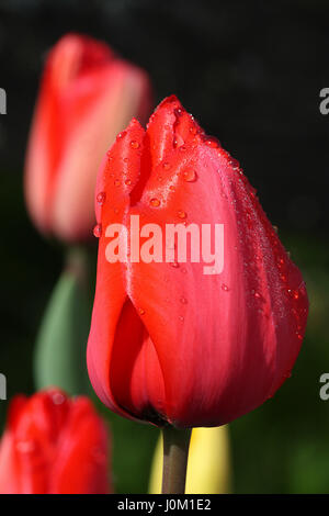 I tulipani Foto Stock