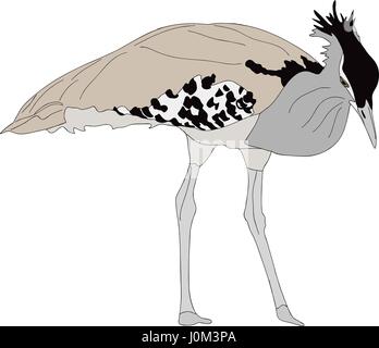 Ritratto di un selvaggio kori bustard Illustrazione Vettoriale