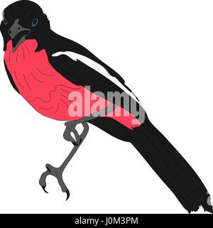 Ritratto di una crimson breasted shrike Illustrazione Vettoriale