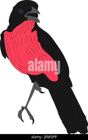 Ritratto di una crimson breasted shrike Illustrazione Vettoriale