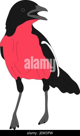 Ritratto di una crimson breasted shrike Illustrazione Vettoriale